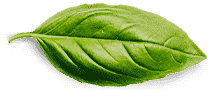 basil leaf