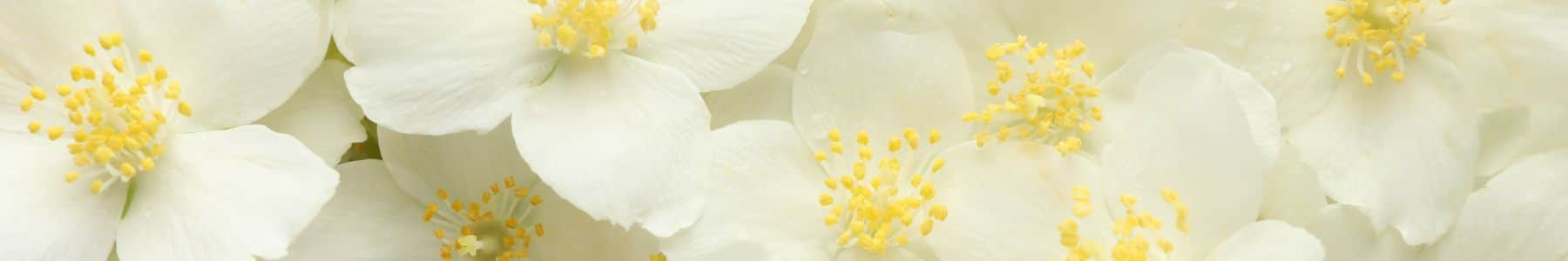 lunasol naturkosmetik jasmin creme