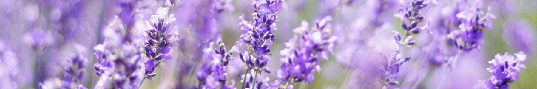 lunasol naturkosmetik lavendel creme