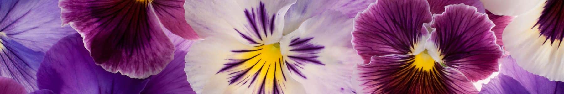 slider blumen aqua di fiori