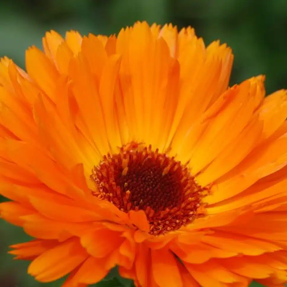 soluna ringelblume pflanze lunasol