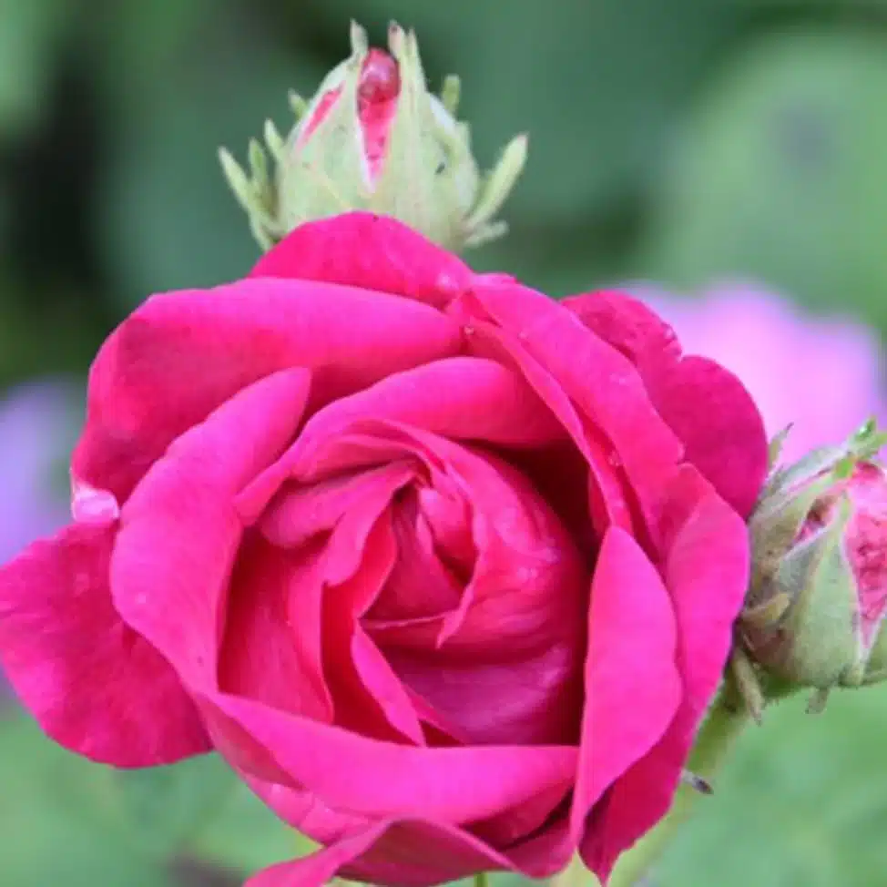 soluna rose pflanze lunasol