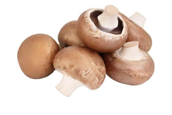 pilz rezepte happy vita